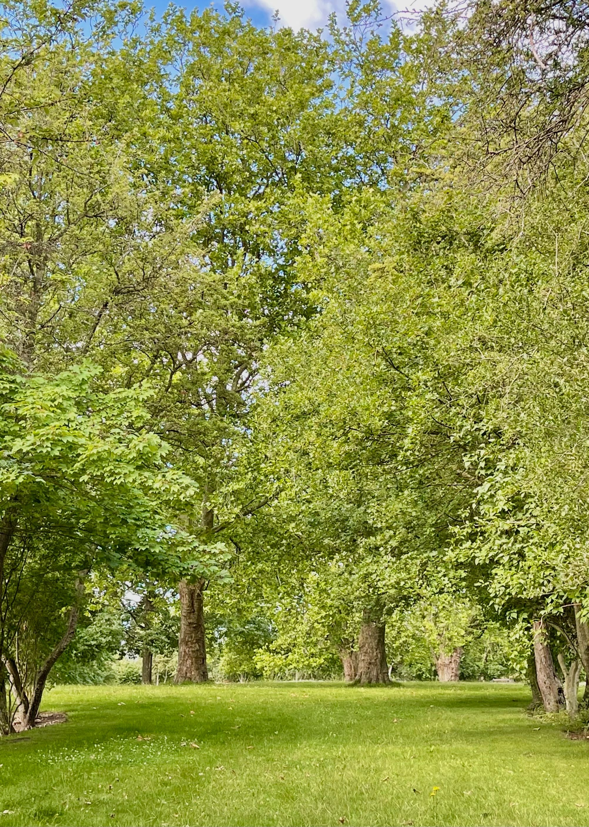Motiv fra kirkegården